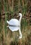 Serene Swan on Rippling Pond with Reflection