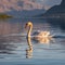 Serene Swan in Shallow Lake with Mountain Reflections