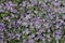 Serene Symphyotrichum Sericeum Flowers Background - Botanical Garden Bloom