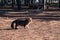 Serene tabby cat in Beit Shemen forest, Israel, amidst pine needles with picnic tables in the background, under soft daylight