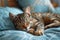 Serene tabby cat dozing on a luxurious teal bedspread, embodying comfort and ease.