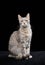 A serene tabby cat sits against a stark black background, studio shot