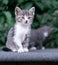 Serene Tabby Kitten Sitting on a Gray Surface