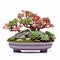 Serene And Tranquil Succulent Bonsai Tree In Precisionist Style