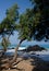 Serene tree at entry to Puako beach