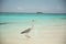 Serene tropical island scene with large sea bird