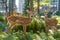 Serene Urban Wildlife Scene with Graceful Spotted Deer Surrounded by Vibrant Green Vegetation Against City Backdrop