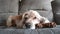 Serene video of an adult Spaniel resting on a couch