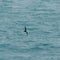 Serene view of a bird gliding over a tranquil lake