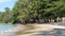 Serene view of a tropical beach with green pine trees and coconut trees.