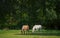 Serene view of two graceful horses grazing on the pasture in daylight