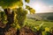 Serene Vineyard: A Captivating European Countryside