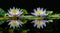 Serene water lilies reflecting in a tranquil pond