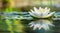 Serene Water Lily Floating on a Tranquil Pond