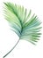 Serene Watercolor Palm Frond Leaves AI Generated