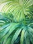 Serene Watercolor Palm Frond Leaves AI Generated