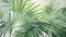 Serene Watercolor Palm Frond Leaves AI Generated