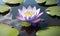 Serene waterlily in a picturesque lake. Generative AI