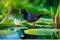 Serene Wetland Stroll: Common Moorhen Strides with Precision Focus, Every Feature Mirrored in Nature\\\'s Calm