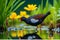 Serene Wetland Stroll: Common Moorhen Strides with Precision Focus, Every Feature Mirrored in Nature\\\'s Calm