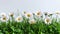 Serene White Daisies Sprinkled on Lush Green Grass