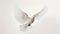 Serene white dove in flight against a soft background, symbol of peace and purity. perfect for themes of freedom and