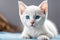 Serene White Kitten with Mesmerizing Blue Eyes on Soft Fabric