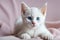 Serene White Kitten with Mesmerizing Blue Eyes on Soft Fabric