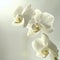 Serene White Orchids with Dewdrops in Soft Light