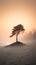 The Serene Windblown Coastal Cypress Tree At Sunset