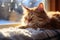 A serene winter day, a ginger cat rests peacefully by the windowsill