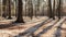 A serene winter forest scene with tall trees casting long shadows on the snow-dusted ground