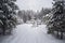 Serene winter landscape. Empty path in deep snow in coniferous forest in sullen day