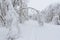 Serene Winter Wonderland Featuring a Snow-covered Archway of Trees Over a Path