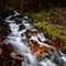 Serene woodland scene featuring a small stream rushing through a picturesque forest, long exposure