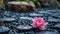 Serene Zen Garden with Black Stones and Pink Waterlily