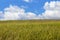 Serenely beautiful hill covered in wild grass, bordered by a blue sky with white clouds