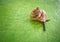 Serenely Sluggish: Close-up Capture of a Curious Snail