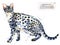 Serengeti cat. watercolor home pet illustration. Cats breeds series. domestic animal.serengeti