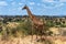 Serengeti Giraffe
