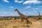 Serengeti Giraffe