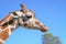 Serengeti Giraffe Headshot & Background With Tree