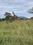 Serengeti Giraffe, Tanzania, AFrica