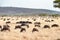 Serengeti with hundrets of grazing wildebeests or gnus  Tanzania  Africa