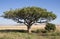 Serengeti Landscape with a Lion at the waterhole