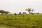 Serengeti landscape with zebras and blue wildebeest