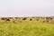 Serengeti landscape with zebras and blue wildebeest