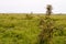 Serengeti Landscape with zebras and wildebeests in the background