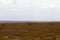 Serengeti National Park Landscape with zebra and wildebeests