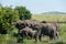 Serengeti National Park, Tanzania - Elephants drinking from a river